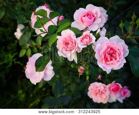 Beautiful Pink Roses Bonica In The Garden. Perfect For Background Of Greeting Cards For Birthday, Va