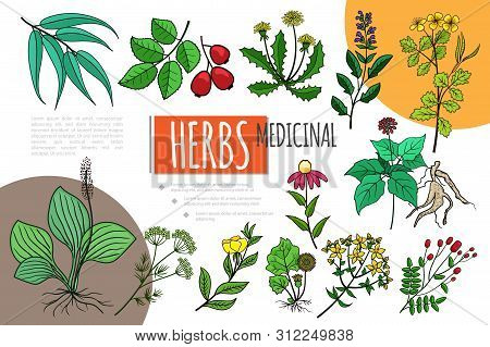 Hand Drawn Medicinal Herbs Concept With Aloe Rosa Chelidonium Chamomile Echinacea Sage Eucalyptus Da