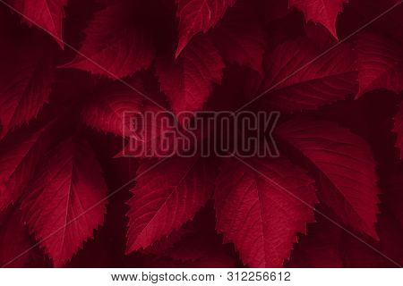 Bright Proton Red Leaves Top View Minimalistic Background. Foliage Plant, Flower Indigo Petals Textu