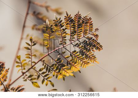 Golden Austrlian Jacaranda Leaves, Shot At Shallow Depth Of Field Edited With Warm Tones