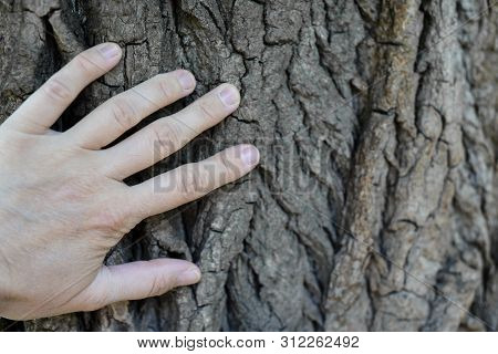Man Hand Hold Old Tree Touch To Fell Texture Of Nature Retreatment By Nature Surface Background.hugg