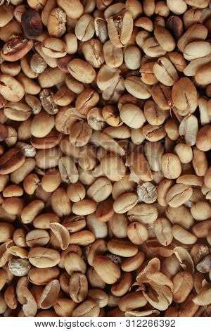 World Most Expensive Coffee Kopi Luwak In Indonesia.arabica Coffee Cutivation