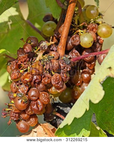 White Grapes For Making The Famous Wine Hungarian Tokaji Aszu