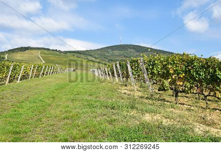 Vineyards In The Hill-side Near Tokaj City, Hungary