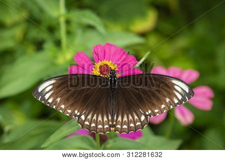 Image Of Common Indian Crow(euploea Core Layardi) Is Sucking Nectar From Flowers On A Natural Backgr
