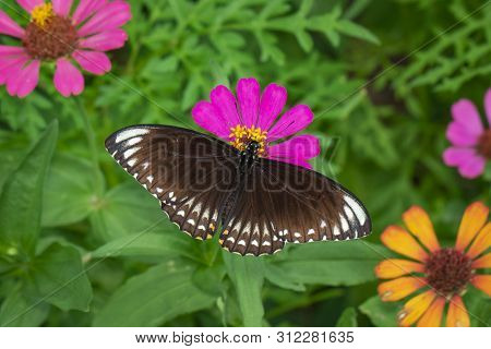 Image Of Common Indian Crow(euploea Core Layardi) Is Sucking Nectar From Flowers On A Natural Backgr