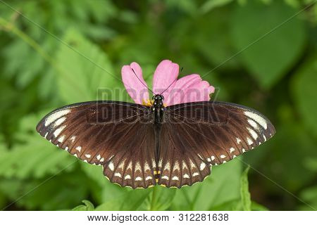 Image Of Common Indian Crow(euploea Core Layardi) Is Sucking Nectar From Flowers On A Natural Backgr