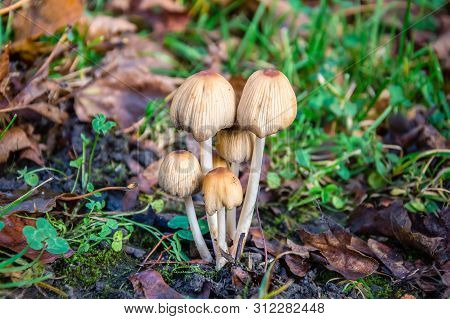 Autumn Scene With A Group Of Mushrooms Coprinellus Micaceus Among Dry Yellow Leaves And Green Grass.