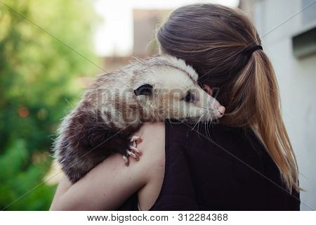 The Virginia Opossum, Didelphis Virginiana, In The Garden