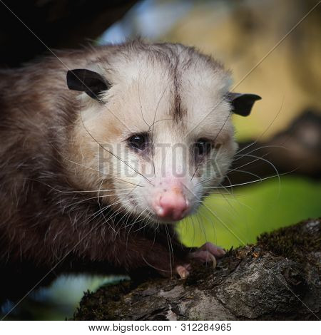 The Virginia Opossum, Didelphis Virginiana, In The Garden