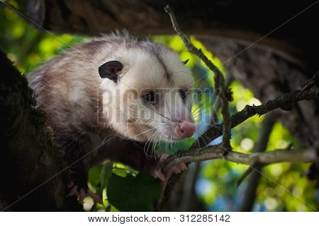 The Virginia Opossum, Didelphis Virginiana, In The Garden