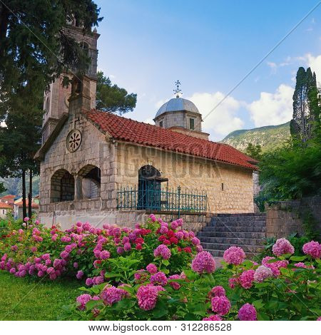 Small Church Among The Hydrangea Flowers. Montenegro, Risan Town, Orthodox Church Of Michael The Arc