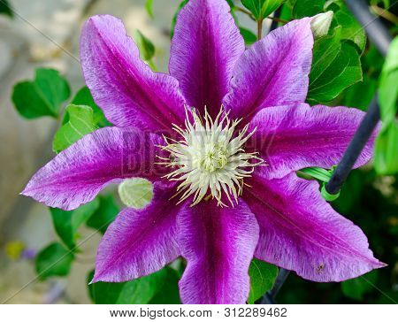 Purple Passiflora Flower Blooming At Ashikaga Flower Park In Tochigi, Japan. Ashikaga Is A City Loca