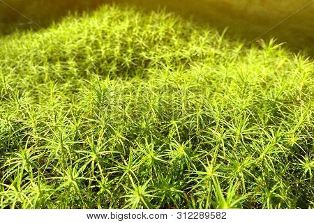 Toned Green Background Of Close-up Of Polytrichum Moss In The Forest On A Sunny Day. Side View