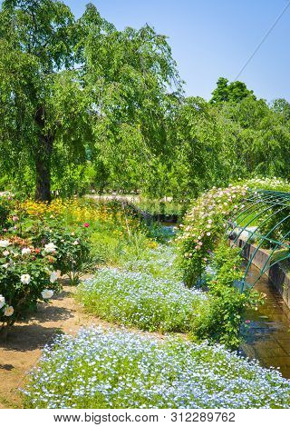 Flowers Blooming At Ashikaga Flower Park In Spring Time. The Park Located In Ashikaga City, Tochigi 