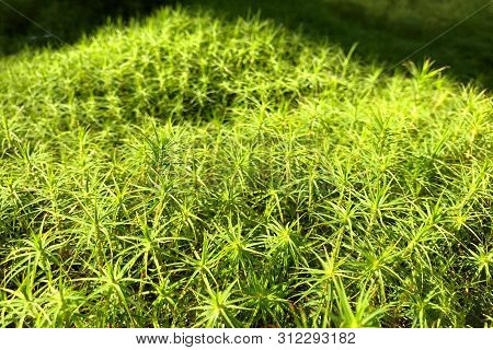 Green Background Of Close-up Of Polytrichum Moss In The Forest On A Sunny Day. Side View