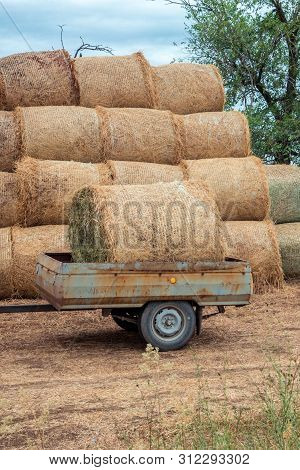 A Stack Of Hay Loaded In The Trailer After The Harvesting Of The Crops. The Concept Of Harvesting, A