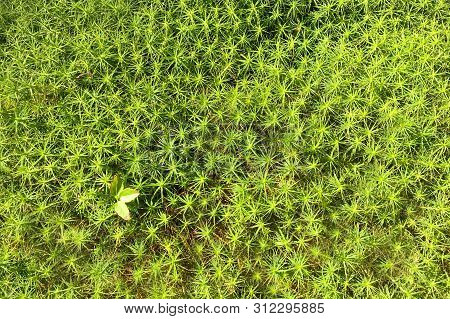 Green Background Of Close-up Of Polytrichum Moss In The Forest On A Sunny Day. Top View