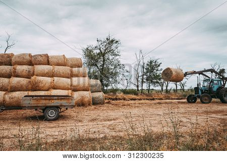 Agricultural Machinery In Beveled Gold Field Moves The Hay Bales After The Harvest Of Crops. Tractor