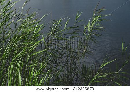 Balrush Plants And A Pond In Faded Green And Leady Blue Colors. Calming Nature Details: Sunlit Lake 