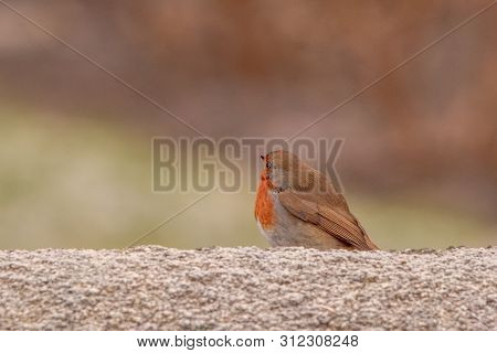 Curious Robin Standing On Top Of A Wall