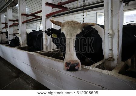Cows In A Farm Stall. Milch Cows During Milking At Barn. Black And White Cows Eating Hay In The Farm