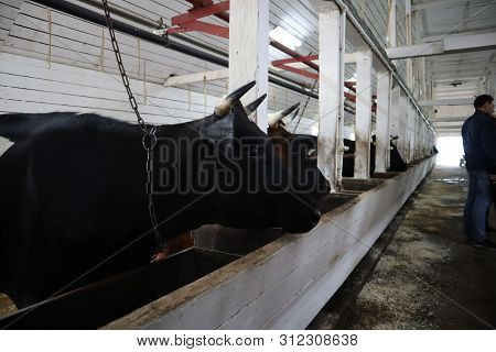 Cows In A Farm Stall. Milch Cows During Milking At Barn. Black And White Cows Eating Hay In The Farm