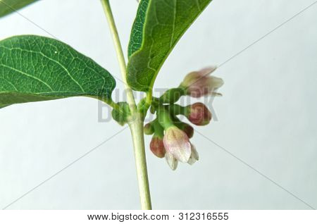 Macrophotography Of Flower Cluster Of A Snowberry Or Waxberry Shrub