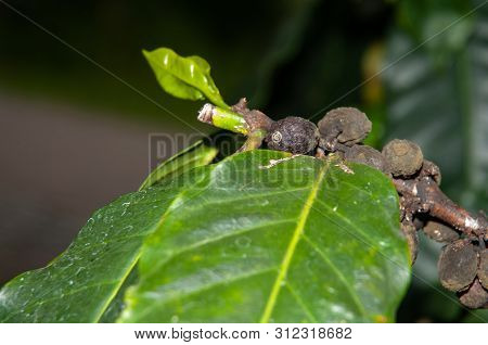 Close-up Of Black Ripe Coffee Beans At Branch Of A Coffea Shrub
