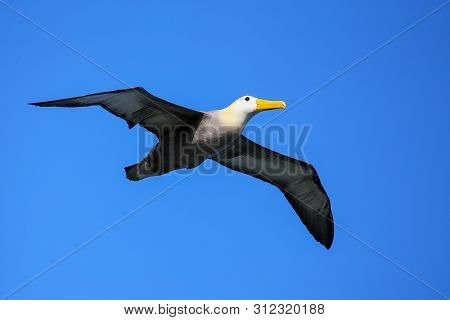 Waved Albatross (phoebastria Irrorata) In Flight On Espanola Island, Galapagos National Park, Ecuado