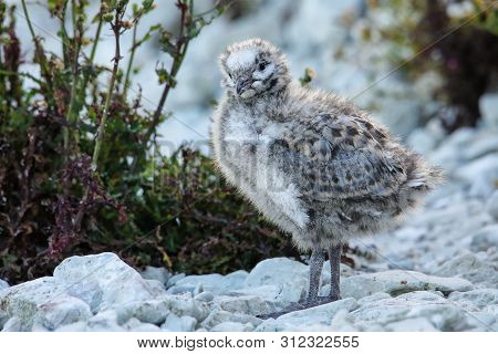 Chick Of Red-billed Gull Standing On Rocks, Kaikoura Peninsula, South Island, New Zealand. This Bird