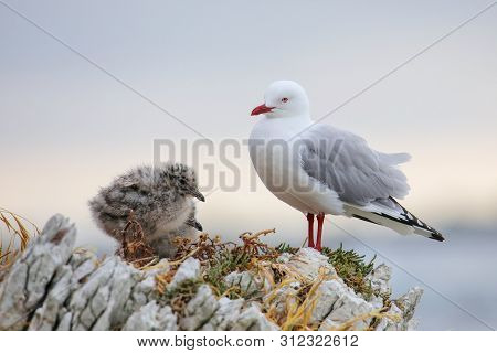 Red-billed Gull With Small Chicks, Kaikoura Peninsula, South Island, New Zealand. This Bird Is Nativ