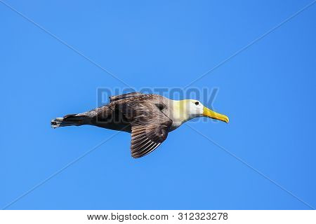 Waved Albatross (phoebastria Irrorata) In Flight On Espanola Island, Galapagos National Park, Ecuado