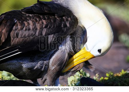 Waved Albatross (phoebastria Irrorata) Grooming On Espanola Island, Galapagos National Park, Ecuador