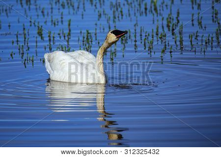 Trumpeter Swan (cygnus Buccinator) In Yellowstone National Park, Wyoming, Usa