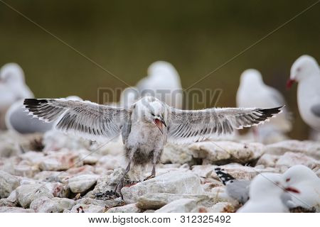 Chick Of Red-billed Gull Trying To Fly, Kaikoura Peninsula, South Island, New Zealand. This Bird Is 