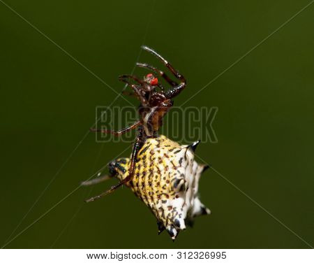 Micrathena gracilis, Spiny Orbweaver spider, hanging on her web strings with a red-eyed fly she caught