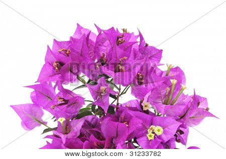 พวงของเฟื่องฟ้าบนพื้นหลังสีขาว