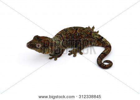The Mossy New Caledonian Gecko Isolated On White Background