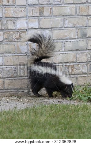 The Striped Skunk  (mephitis Mephitis)  Near The Human Dwelling.