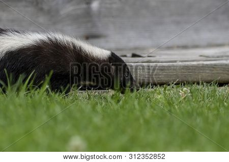 The Striped Skunk  (mephitis Mephitis)  Near The Human Dwelling.