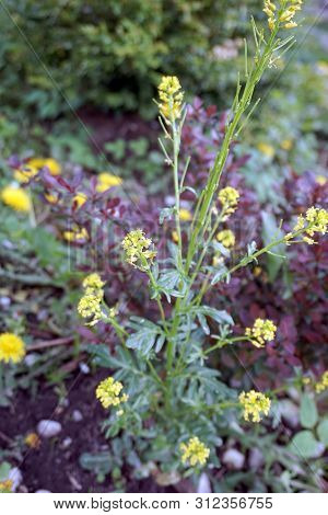 Bittercress (barbarea Vulgaris), Also Called Herb Barbara, Rocketcress, Yellow Rocketcress, Winter R