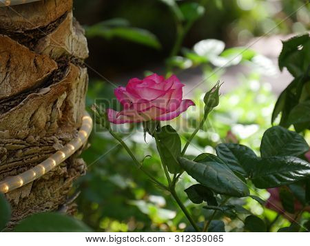 Single Pink And White Bloming Rose With Soft Background