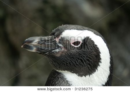 Spheniscus magellanicus