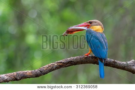 Birds In Nature With Beautiful Colors Strork Billed Kingfisher.