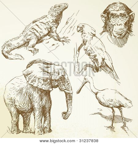 wilde dieren