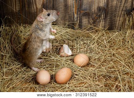 Close-up The Young Rat (rattus Norvegicus)  Stands On Its Hind Legs And Looking Up In The Chicken Co