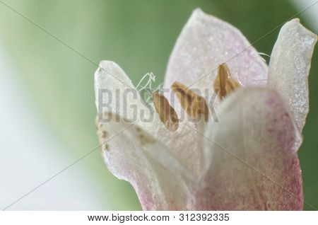 Macrophotography Of A Single Snowberry Flower With Fine Hairs On Petals