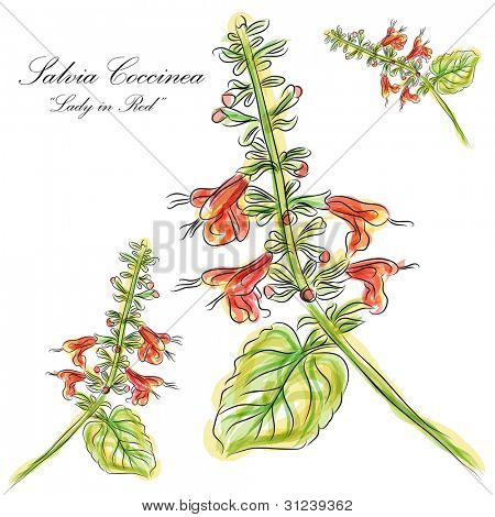 ภาพผู้หญิงเข็ม Salvia สีน้ำในดอกไม้สีแดง