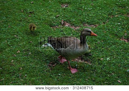 Greylag Goose With A Biddy On A Meadow In Munich